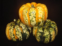 Carnival-Squash