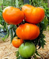 AltaiOrange3