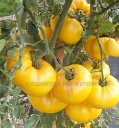 DixieGoldenGiant1