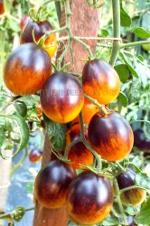 IndigoKumquat1