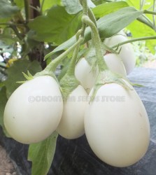 JapaneseWhiteEgg6