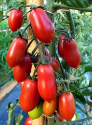 KumatoCherry7