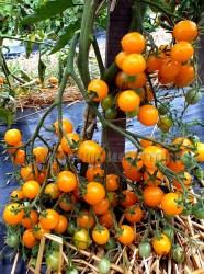 Millefleur4