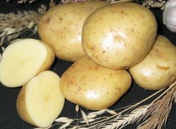 PotatoMILENA