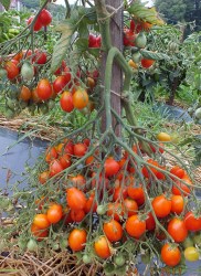 RedPearCluster18