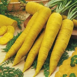 carrotSolarYellow