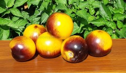 pansyup6